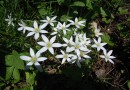 Ornithogalum orthophyllum ssp Orbelicum